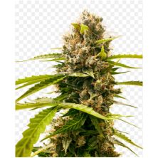 Honey Melon Haze de Sensi Seeds