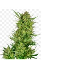 Buttercream Gelato de Sensi Seeds