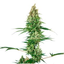 Silver Fire de Sensi Seeds