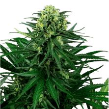 Honey Melon Kush de Sensi Seeds