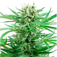 Papi Chulo OG de Sensi Seeds
