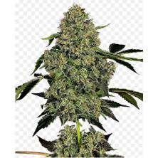 Blackberry Cake de Sensi Seeds