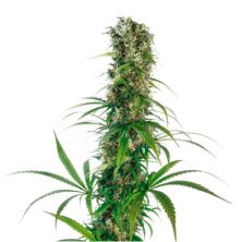 Michka de Sensi Seeds
