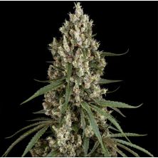High School Reunion de Sensi Seeds