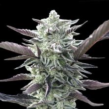 Oreoz de 00 Seeds
