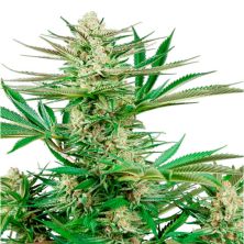 Malibu OG Gold de Sensi Seeds