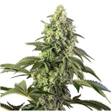 Cosmic Kiss de Sensi Seeds