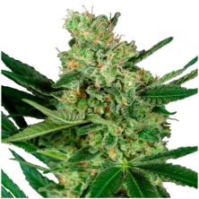 Pumpkin Spice de Sensi Seeds