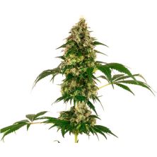 Cobalt Haze de Sensi Seeds