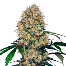 Amnesia XXL Auto de Sensi Seeds