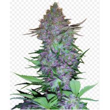 Purple Skunk Auto de Sensi Seeds