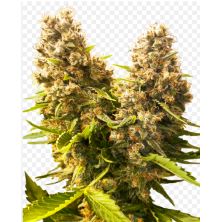Banana Kush Cake Auto de Sensi Seeds