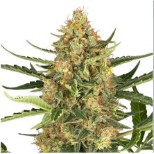 Blueberry Bubblegum Auto de Sensi Seeds