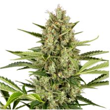 Jack Herer Auto Sensi Seeds