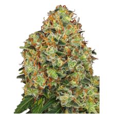 Sweet Tangerine Tango Auto de Sensi Seeds