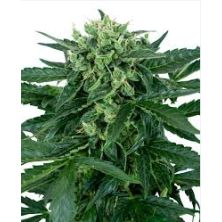 Sensi Amnesia Auto de Sensi Seeds