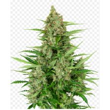 Double Kush Cake Auto de Sensi Seeds