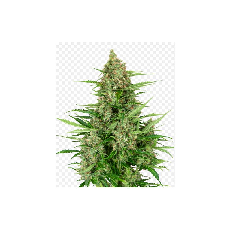 Double Kush Cake Auto de Sensi Seeds