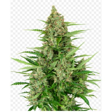 Double Kush Cake Auto de Sensi Seeds