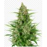 Double Kush Cake Auto de Sensi Seeds