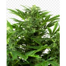 Mandarin Punch Auto de Sensi Seeds