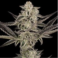 Purple Pickle Auto de Sensi Seeds