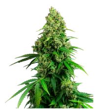 Honey Melon Kush Auto de Sensi Seeds