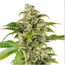 Sweet & Sour Cream Auto de Sensi Seeds