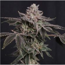 Z42 de Fast Buds