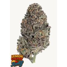 Lemon Cherry Runtz de Fast Buds