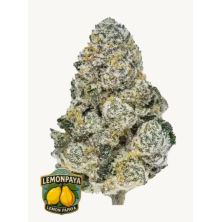 Lemonpaya de Fast Buds