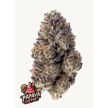 Papaya Sherbet de FastBuds