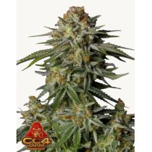 GG4 Sherbet Fast Flowering de Fast Buds