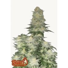Wedding Cheesecake Fast Flowering de FastBuds