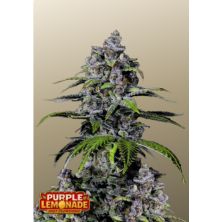Purple Lemonade Fast Flowering de FastBuds