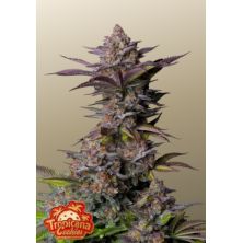 Tropicana Cookies Fast Flowering de FastBuds