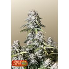 Orange Sherbet Fast Flowering de FastBuds