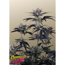 Guava Runtz Auto de FastBuds