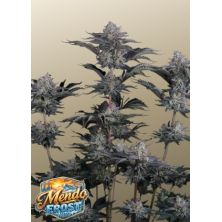 Mendo Frost Auto de FastBuds
