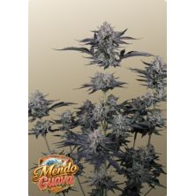 Mendo Guava Auto de FastBuds