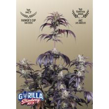 Strawberry Gorilla Auto RF3 de FastBuds