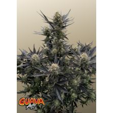 Guava Auto RF3 de Fast Buds