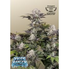 Frostbanger Auto de Fast Buds