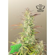 Z-Up Auto de Fast Buds