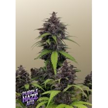 Purple Haze Auto de Fast Buds