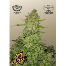 Papaya Cookies Auto de Fast Buds