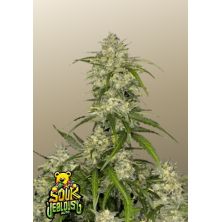 Sour Jealousy Auto de Fast Buds