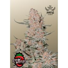 Ztrawberriez Auto de Fast Buds