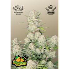 Apricot Auto de Fast Buds