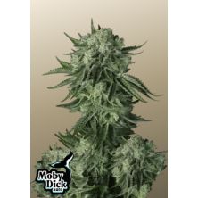 Auto Moby Dick de Fast Buds